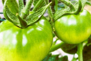 【衝撃】『未熟なトマト』、うつ病に効くと判明！！