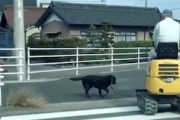 【動画】ショベルカーで犬の散歩をする愛知のおじいちゃんが自由すぎる（ノ∇`）