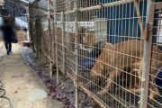 【補身湯】アキレスけんを切られ水も飲めない犬たち…劣悪すぎる韓国の犬肉農場、その実態に韓国ネットも驚愕「残忍だ」