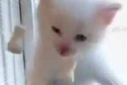 子猫がブラインドの紐で遊んでいた。にゃたたたたぁ！ → 毛玉、百裂拳です…
