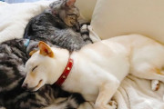 イッヌとネッコ、お昼寝