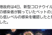 【悲報】イッヌ、新型コロナに感染する