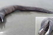 目もヒレもない　“イルカ”に似た奇妙な生物が発見される　メキシコのビーチ
