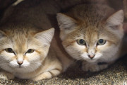 スナネコが日本の動物園で初公開される　神戸どうぶつ王国と那須どうぶつ王国で本日3/20から