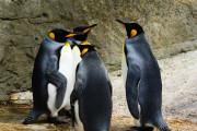 【悲報】ペンギン、一羽800万円以上する超高級動物だった…