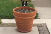 【動画】飼い主さんに抵抗するわんこの姿が可愛すぎるｗｗｗｗｗｗ→植木鉢の後ろから“ひょっこりはん”