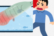 【悲報】人間さん、魚に負けてしまう