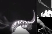 【速報】世界初　ダイオウイカの狩りの様子が撮影される　メキシコ湾