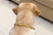 【イヌ】 飼い主がソファで寝ていた。何だか美味しそうだワン♪ → 犬はこうしちゃう…