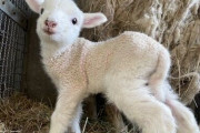 【画像】羊の赤ちゃんが可愛すぎるｗｗｗｗｗ
