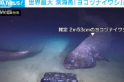 【画像】体長253cmの鰯(いわし)が撮影されるｗｗ