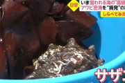 【画像】パパ「このデカい貝、子供に見せてやったら喜ぶやろなぁ…」→密漁で逮捕ｗｗｗｗｗｗｗｗｗｗｗ