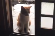 【やさせか】台風に怯える野良猫、各地で屋内に保護される
