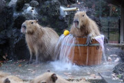 埼玉県こども動物自然公園でみんなで入浴するカピバラ　海外の反応