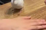 ネコや犬の前で手を重ねると前足を乗せてくる。それを小鳥の前でやってみた → こうなります…