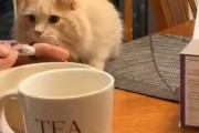 【動画】猫ちゃん、初めてアイスクリームを食べてたまげる