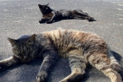 道路で猫が2匹倒れてた（※画像あり）
