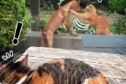 ネコに近づいた犬が「猫パンチ」を食らう。他の猫がそれを目撃した → こうなる…