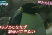【悲報】おんJ民、ペンギンであることが確定