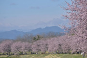 【画像】いい天気だから桜を見にいったよ