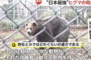 【悲報】ヒグマさん、100m 7.2秒、パンチ力2000kg、20km以上泳げるスタミナ