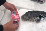 【動画】フグの噛む力、冗談抜きでヤバい