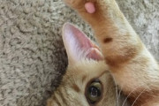 【ねこGIF】トレーニング中の飼い主さんを真似っこする猫さん…いい運動になったんでしょうかwww