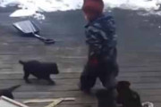 子犬たちがデッキで男の子と遊んでいた。大惨事だ！ → 子犬たちはこうなります…