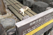 【画像】地熱発電をする猫ちゃんが発見される