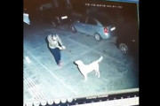 犬は犬好きの人がちゃんとわかる。路上で踊りながら近付く男性を見た野良犬、尻尾を振って応える（トルコ）