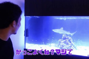 【画像】総合格闘技界の王者朝倉未来さん、小さめのサメを飼うｗｗｗ