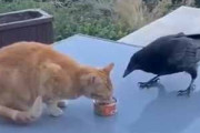 ネコの食事中にカラスがやってきた。テーブルの下には犬もいる → カラスはこうした…