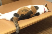 【再掲】【画像】 うちのねこの就寝時と起床時