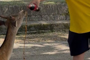 【画像】中国のクソガキ、奈良のシカに「コーラ」を飲ませるｗｗｗｗ
