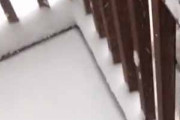 【イヌ】 外は雪が降っていた。もうお家に入ってきなさい！ → 外にいるデカ犬は無言でこうなります…