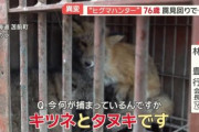 熊の箱罠にタヌキとキツネがかかる→箱罠を開けた瞬間に逃げるキツネに対してタヌキは絶望してしまう