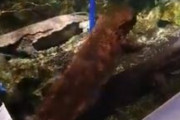 【悲報】オオサンショウウオさん、飼育員に荒く扱われるwwwwwwwwwwwww