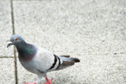 【画像】鳩「卵用の巣か…ふぅ、まぁこんなもんでええやろ」