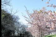 いい天気だから公園に行ったら桜咲いてた（※画像あり）