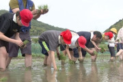 農家さん、子供の田植え体験にキレる「こんな田植え誰もしてない、大変なんて印象植え付けるな」