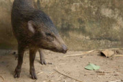 絶滅と考えられた世界最小のイノシシ、野生で回復中、インド