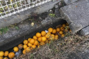岩間好一さんの家から大量のカルトフルーツが溢れ出す
