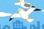 【朗報】カモメ、背中の上に仲間を乗せ飛ぶｗｗｗｗｗｗｗｗ