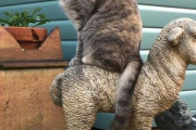 【ねこ画像】羊の像に乗るねこ、お隣さんに遭遇、ごろにゃんこねこ ほか【再】
