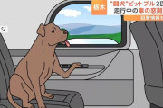【栃木】猛犬「ピットブル」２匹、車のパワーウインドウを自ら操作して脱走
