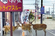 すき家ドライブスルーにシカ3頭が現れる稚内 #北海道 |  みんなで雨宿り