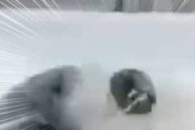 白黒の毛玉が雪の中で遊んでいた。なんだこのヌイグルミたちは！ → じゃれる子パンダはこちらです…