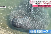 【悲報】川に現れたジンベエザメ、死ぬ