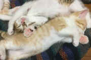 【ねこ画像】兄弟で仲良く過ごす子猫ちゃん達…あどけない様子がたまりませんwww