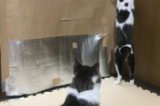 【急募】隣の猫部屋からエアコンの風だけ送る方法